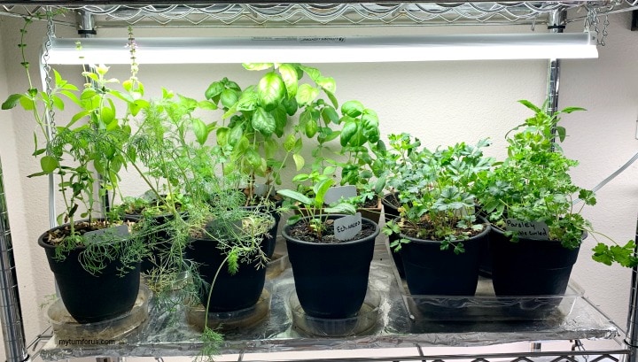 How to have a indoor herb garden - My Turn for Us