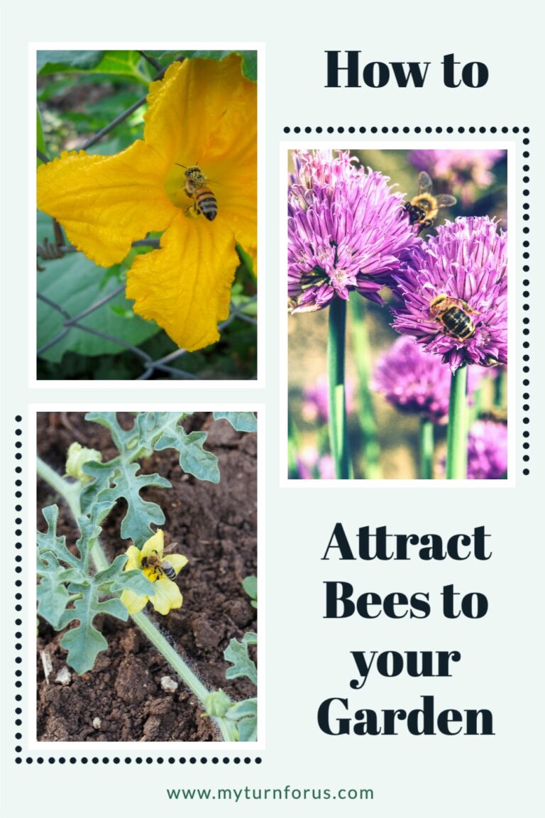 How To Attract Bees To Your Garden - My Turn For Us