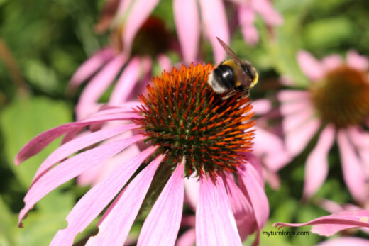 How to Attract Bees to your Garden - My Turn for Us